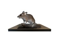 Myšice Křovinná - preparát (Apodemus Flavicollis)