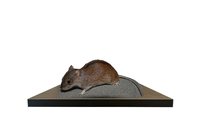 Myšice Temnopasá - preparát (Apodemus Agrarius)