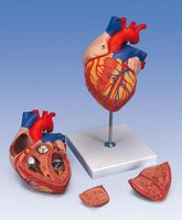 Model srdce (G12)