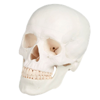 Model lebky, 3 části
