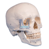 Model lebky s očíslovanými kostmi, 3 části