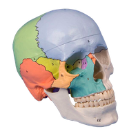 Model lebky barevný, 3 části