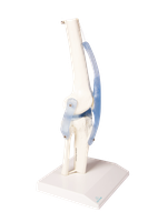 Model kolenního kloubu s vazy