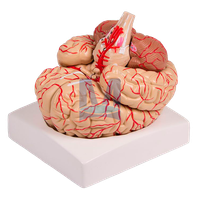 Model mozku s cévami, 9 částí
