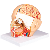 Model lidské hlavy, 4 části