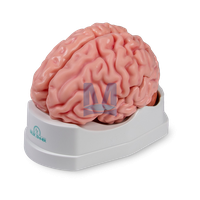 Model mozku v životní velikosti, 5 částí