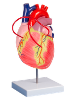 Model srdce s bypassem, dvakrát zvětšeno