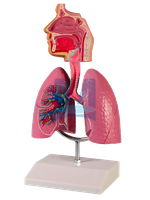 Model dýchací soustavy člověka