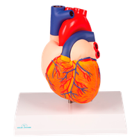 Model srdce, 2 části