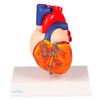 Model srdce, 2 části