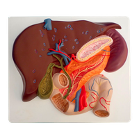 Model jater se žlučníkem, slinivkou a dvanáctníkem