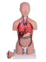 Dvoupohlavní minitorzo, 16 částí