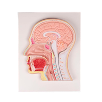 Mediánní řez lidskou hlavou