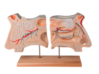 Model nosu s čichovým orgánem
