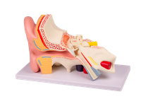 Model ucha, třikrát zvětšený, 4 části