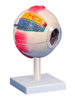 Model oka, šestkrát zvětšený, 6 částí