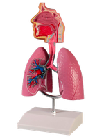 Model dýchací soustavy člověka