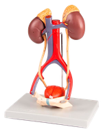 Model vylučovací soustavy