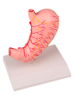 Model žaludku v životní velikosti, 2 části