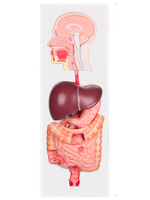 Model trávící soustavy