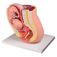 Model ženské pánve v těhotenství