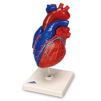 Didakticky malovaný model srdce, životní velikost, 5 částí