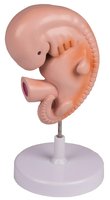 Lidské embryo, 4 týdny