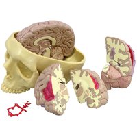 Model mozku (1019542)