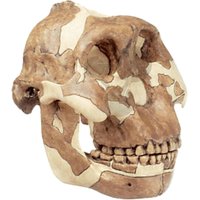 Rekonstrukce lebky Paranthropus Boisei