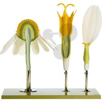 Model květu heřmánku, SOMSO®