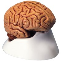 Mozek, rozložitelný na 5 částí, SOMSO