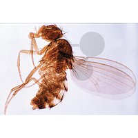 Drosophila, Octomilka