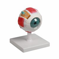 Model oka, 4× zvětšený, 6 částí