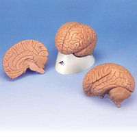 Úvodní model mozku, 2 části
