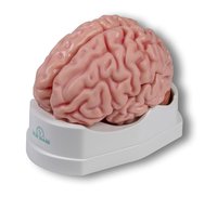 Anatomický model mozku, životní velikost, 5 částí