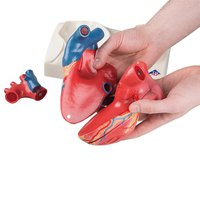 Magnetický model srdce, životní velikost, 5 částí