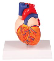 Model srdce v životní velikosti, 2 části