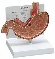 Model žaludku v životní velikosti