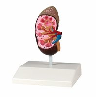 Model ledviny