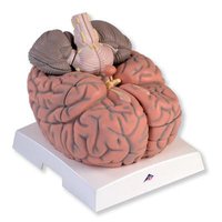 Velký model mozku, 2,5 krát zvětšený, 14 částí