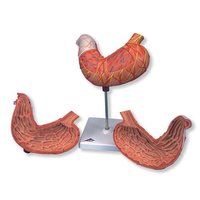 Model žaludku, 2 části