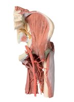 Dolní končetina - hluboká disekce levé části pánve a stehna