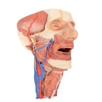 Hlava a viscerální prostor krku