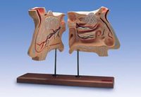 Model nosních a čichových orgánů, 4 krát zvětšené