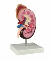 Model ledviny, 2× zvětšený