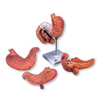 Model žaludku, 3 části