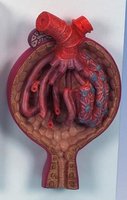 Model Malpigiho ledvinového tělíska, 700 krát zvětšený
