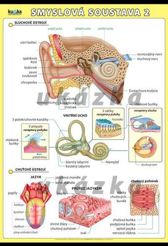 /media/products/55_IYh9x0r.jpg