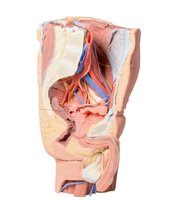 Levá část mužské pánve s proximální částí stehna