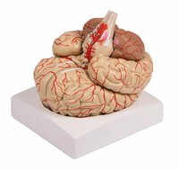 Model mozku s tepnami, 9 částí